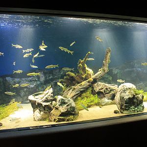 Limpid Stream in Japan