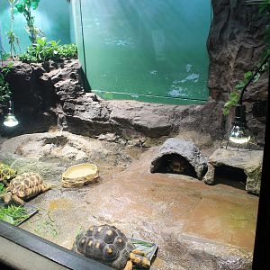 Burmese Starred and Radiated Tortoises