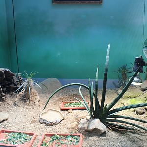 Pancake and Spider Tortoises