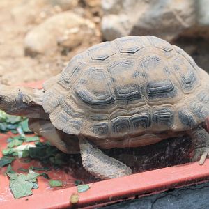 Madagascar Spider Tortoise