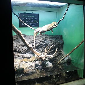 Soa Sailfin Lizard tank