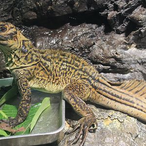 Soa Sailfin Lizard
