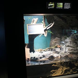 Caiman Lizard tank