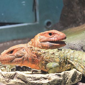 Caiman Lizards