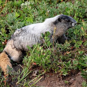 Hoary Marmot (Marmota caligata)