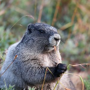 Hoary Marmot (Marmota caligata)