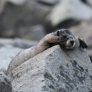 Hoary Marmot (Marmota caligata)