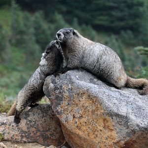 Hoary Marmot (Marmota caligata)
