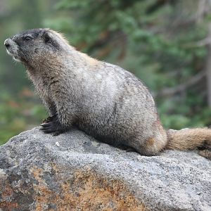 Hoary Marmot (Marmota caligata)