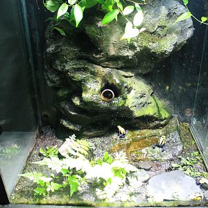 Poison Arrow Frog tank