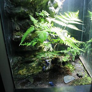 Poison Arrow Frog tank