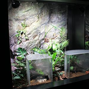 Horned Frog and Tomato Frog tanks