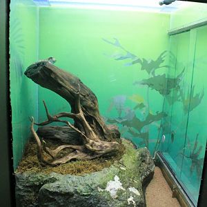 Mission Tree Frog tank