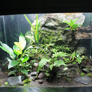 Poison Arrow Frog tank