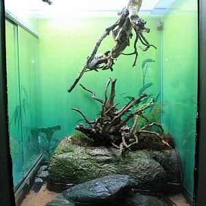 Firebelly Newt and Japanese Tree Frog tank