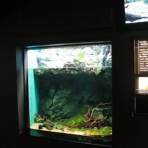 Dwarf Clawed Frog tank