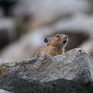 American Pika (Ochotona princeps)
