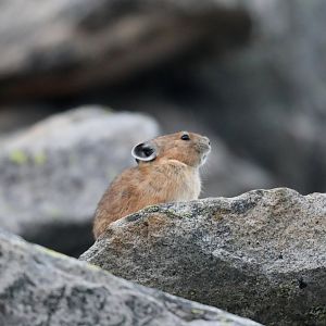 American Pika (Ochotona princeps)