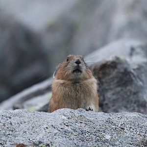 American Pika (Ochotona princeps)