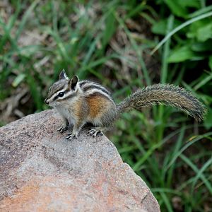 Yellow-pine Chipmunk (Neotamias amoenus)
