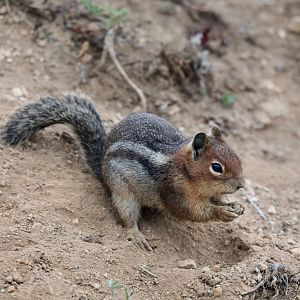Cascade Golden-mantled Ground Squirrel (Callospermophilus saturatus)