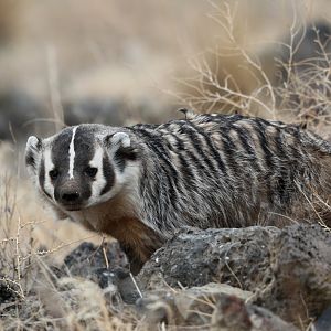 American Badger (Taxidea taxus)