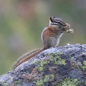 Yellow-pine Chipmunk (Neotamias amoenus)