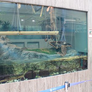 Small-clawed Otter exhibit