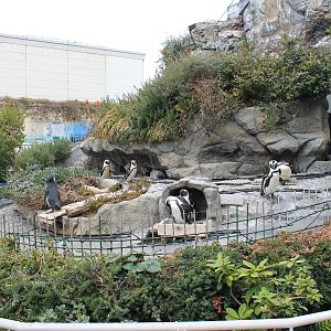 African Penguin exhibit