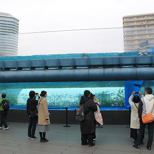 African Penguin exhibit