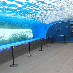 African Penguin exhibit