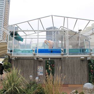 Great White Pelicans