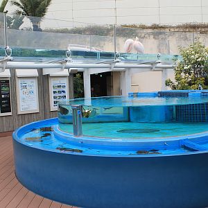 Great White Pelicans