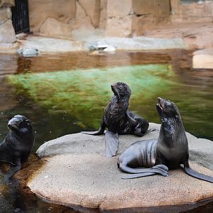Northern Fur Seals