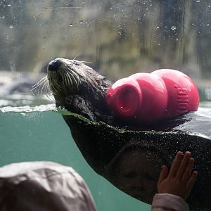 Northern Sea Otter
