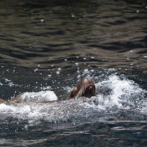 California Sea Lion
