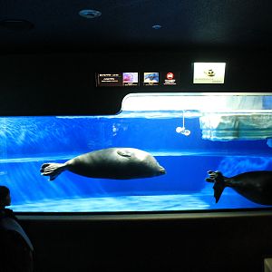 Baikal Seals (Pusa sibirica)