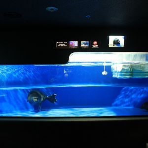 Baikal Seals (Pusa sibirica)