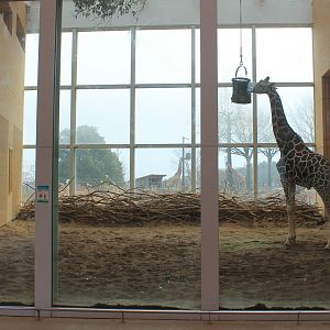 Giraffe indoor quarters - Saitama Childrens Zoo