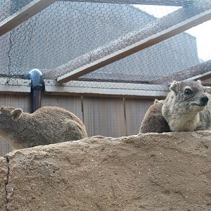 Yellow-spotted Rock Hyrax (Heterohyrax brucei) - Saitama Childrens Zoo