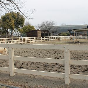 Domestic ponies - Saitama Childrens Zoo