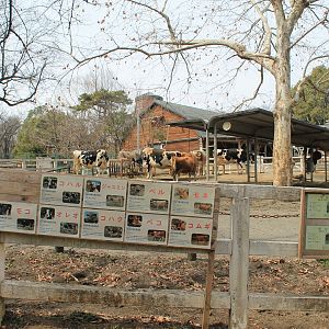 Cattle yard - Saitama Childrens Zoo