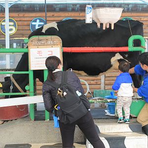 Cow milking demonstration - Saitama Childrens Zoo
