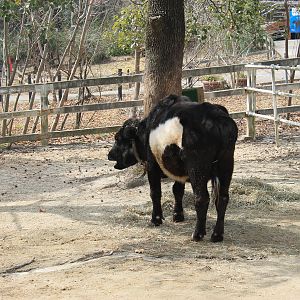Kuchinoshima Cow - Saitama Childrens Zoo