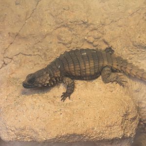 Armadillo Girdled Lizard (Ouroborus  cataphractus) - Saitama Childrens Zoo