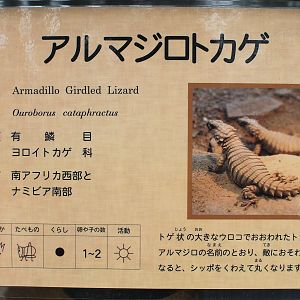 Reptile signage example - Saitama Childrens Zoo