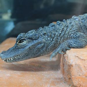 Chinese Alligator - Saitama Childrens Zoo