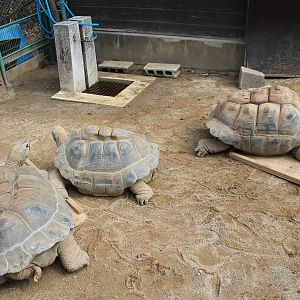 Aldabra Tortoises - Saitama Childrens Zoo