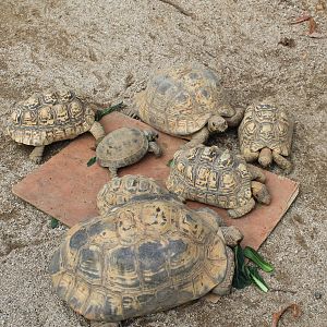 Leopard and Horsfield's Tortoises - Saitama Childrens Zoo