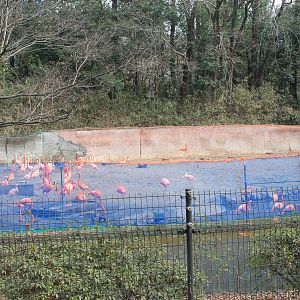 Flamingo enclosure - Saitama Childrens Zoo